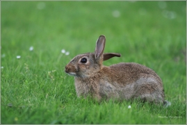 <p>KRÁLÍK DIVOKÝ (Oryctolagus cuniculus) - Schillig - Německo /European rabbit - Wildkaninchen/</p>
